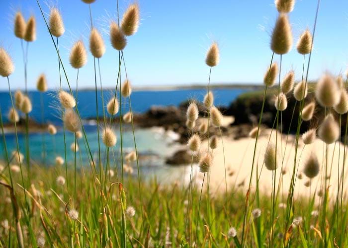 Flore de l'ile d'Hoedic © M. Schaffner