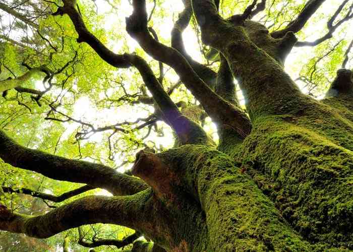 Arbre centenaire de Brocéliande © Y. Boelle