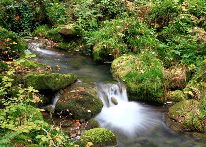 Cours d'eau dans la forêt de Brocéliande © M. Schaffner